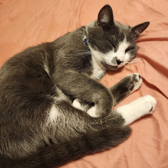 Meet your Posher, Chance - Picture 4 of 4